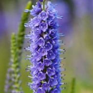 Veronica Spicata blue