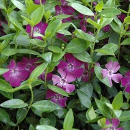 Vinca Minor atropurpurea-Saschiul