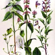 Vindecea-Stachys officinalis