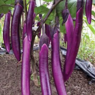 Vinete Long Purple