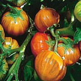 Vinete Turkish orange