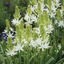 Zambila Indiana-Camassia Caerulea Alba