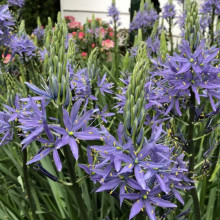 Zambila Indiana-Camassia Caerulea
