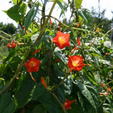 Zorele-Ipomoea Hederifolia Orange