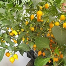  Ardei iute Pimenta de Bico Yellow