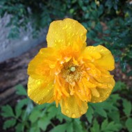 Mac Meconopsis Cambrica Flore Pleno