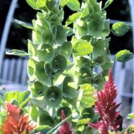 Molucela Laevis Bells Of Ireland
