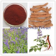 ﻿Salvia Miltiorrhiza-Red Sage