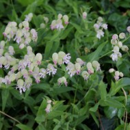 Stridolo-Silene vulgaris