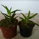 Aloe vera de 2 ani