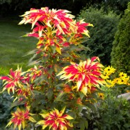 Amaranthus tricolor Splendens