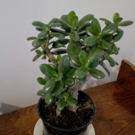 Arbore de Jad-Crassula Ovata