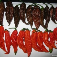 Ardei iute Bhut Jolokia Chocolate
