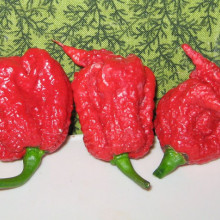 Ardei iute Carolina Reaper