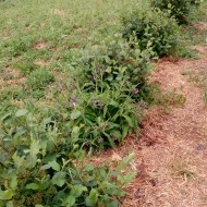 Aronia melanocarpa nero