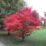 Artar japonez-Acer palmatum atropurpurea