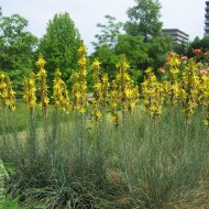Asphodeline lutea