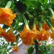 Brugmansia suaveolens Orange Glory