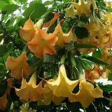 Brugmansia suaveolens Yellow