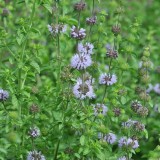 Busuiocul cerbilor-Mentha pulegium