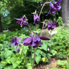Caldarusa-Aquilegia Atrata
