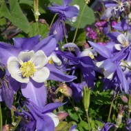 Caldarusa-Aquilegia Caerulea Blue Star