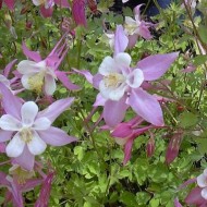 Caldarusa-Aquilegia Caerulea Rose Queen