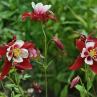 Caldarusa-Aquilegia Caerulea Rotstern