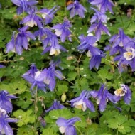 Caldarusa-Aquilegia spring Magic Blue-White