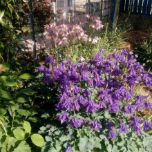 Caldarusa-Aquilegia Vulgaris Blue