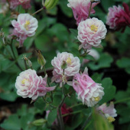 Caldarusa-Aquilegia vulgaris Winki double rose & white