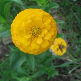 Carciumareasa Galbena