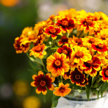 Carciumareasa Mexicana-Zinnia Haageana