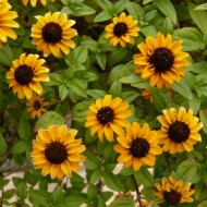 Carciumareasa Taratoare-Sanvitalia Procumbens