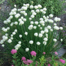 Ceapă de tuns-Chives