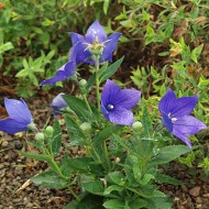 Clopotel chinezesc-Platycodon grandiflora Astra Blue