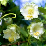 Cobaea scandens-Cobea alba