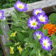Convolvulus tricolor mix