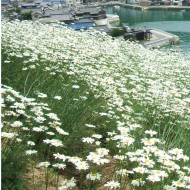Crizantema sălbatică-Tanacetum cinerariifolium