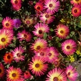 Dorotheanthus bellidiformis-Floare de cristal