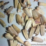 Echinacea Purpurea PowWow Wild Berry
