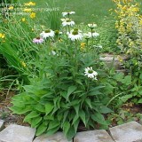 Echinaceea purpurea White Swan