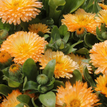Galbenele-Calendula Off.Apricot Beauty