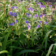 Gentiana Dahurica