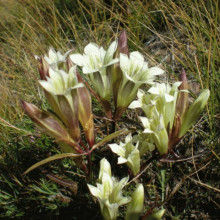 Gentiana Straminea