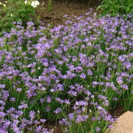 Iarba cu ochi albastri-Sisyrinchium Angustifolium