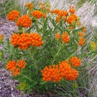 Iarba fluturilor-Asclepias tuberosa