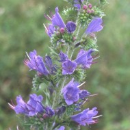  Iarba Sarpelui-Echium vulgare