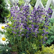 Indigou Salbatic-Baptisia Australis