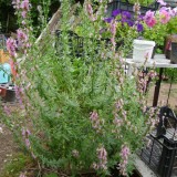 Isop roz-Hyssopus officinalis